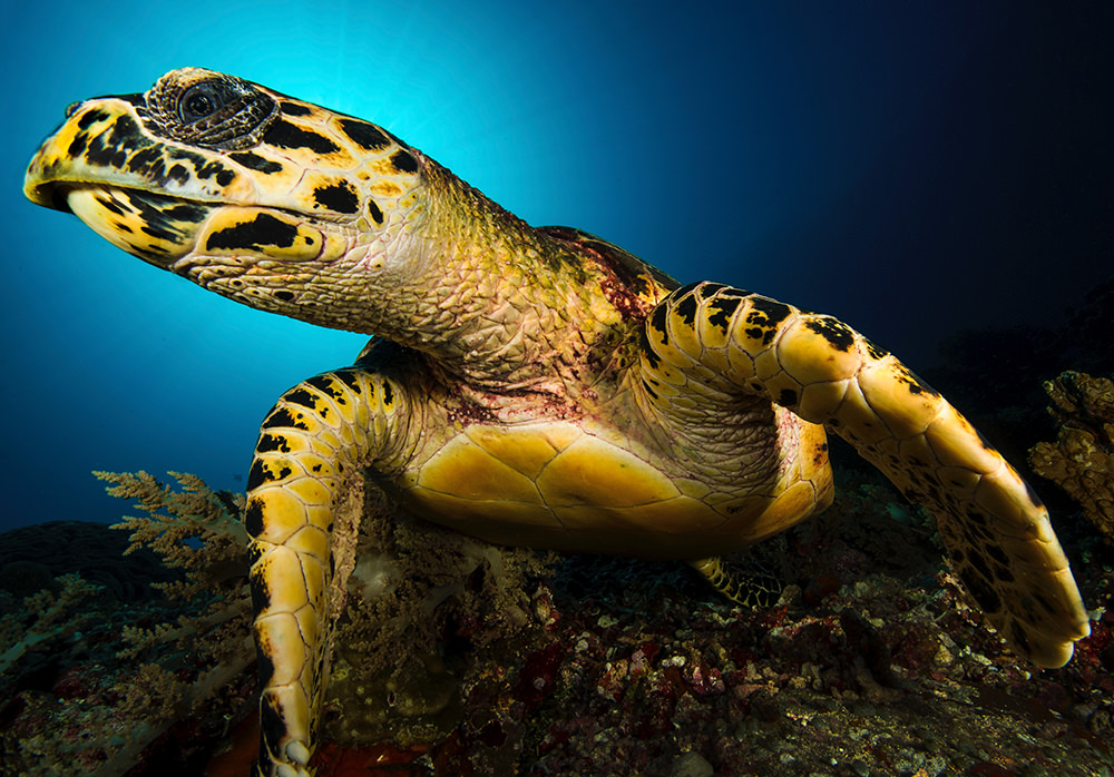 Fotografia Philippines Photographer Spotlight: Bo Mancao, Underwater Photography