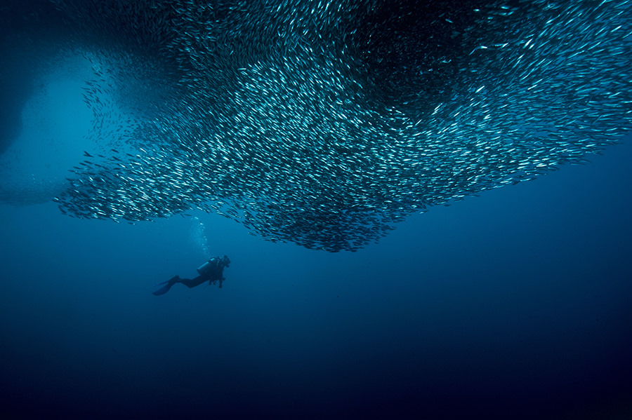 Fotografia Philippines Photographer Spotlight: Bo Mancao, Underwater Photography