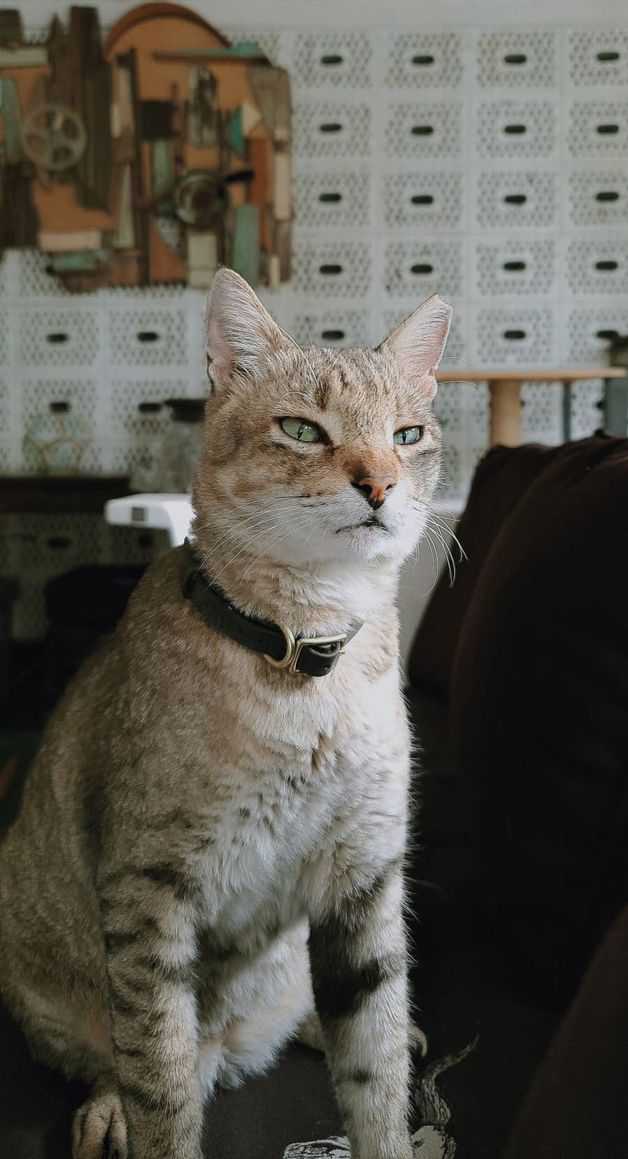 Mobile Photography Share Jason Magbanua featuring his beloved cat Nas Catbanua