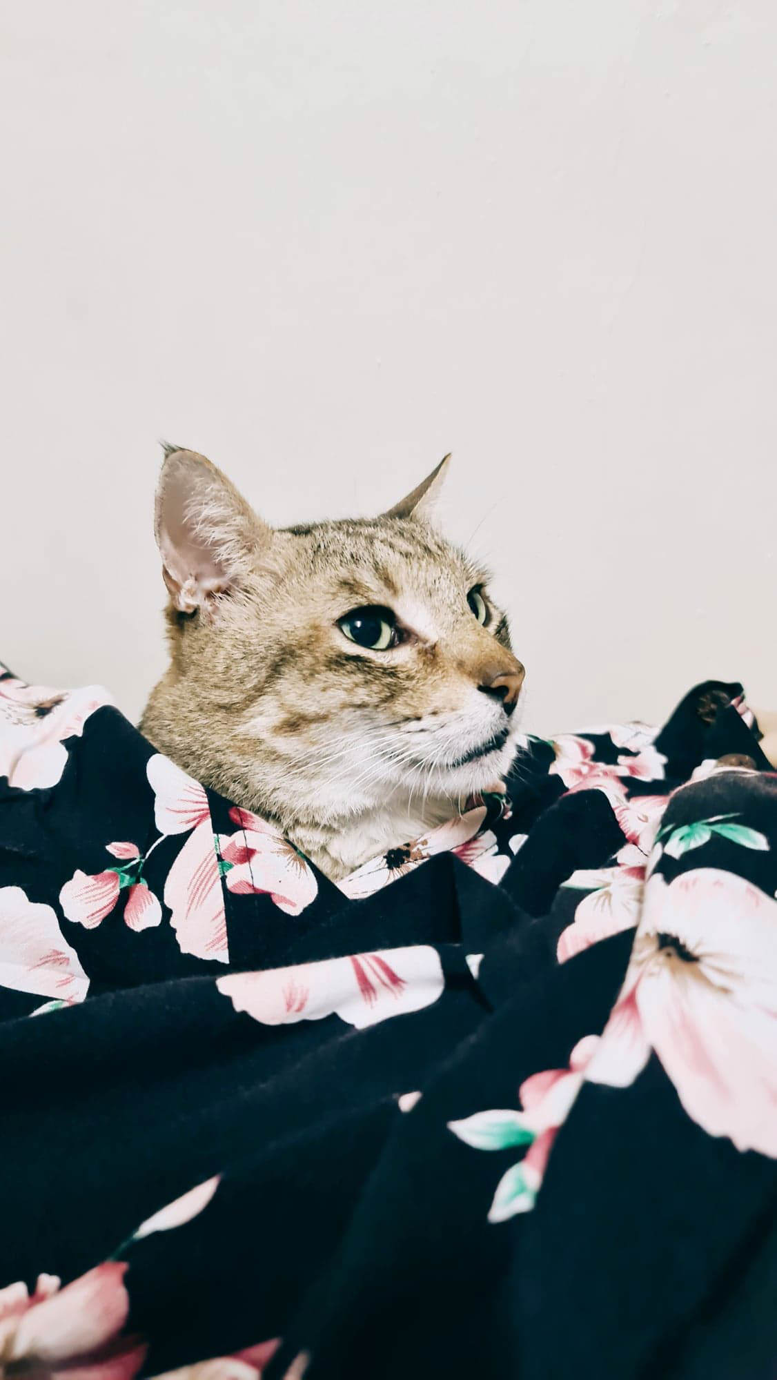 Mobile Photography Share Jason Magbanua featuring his beloved cat Nas Catbanua