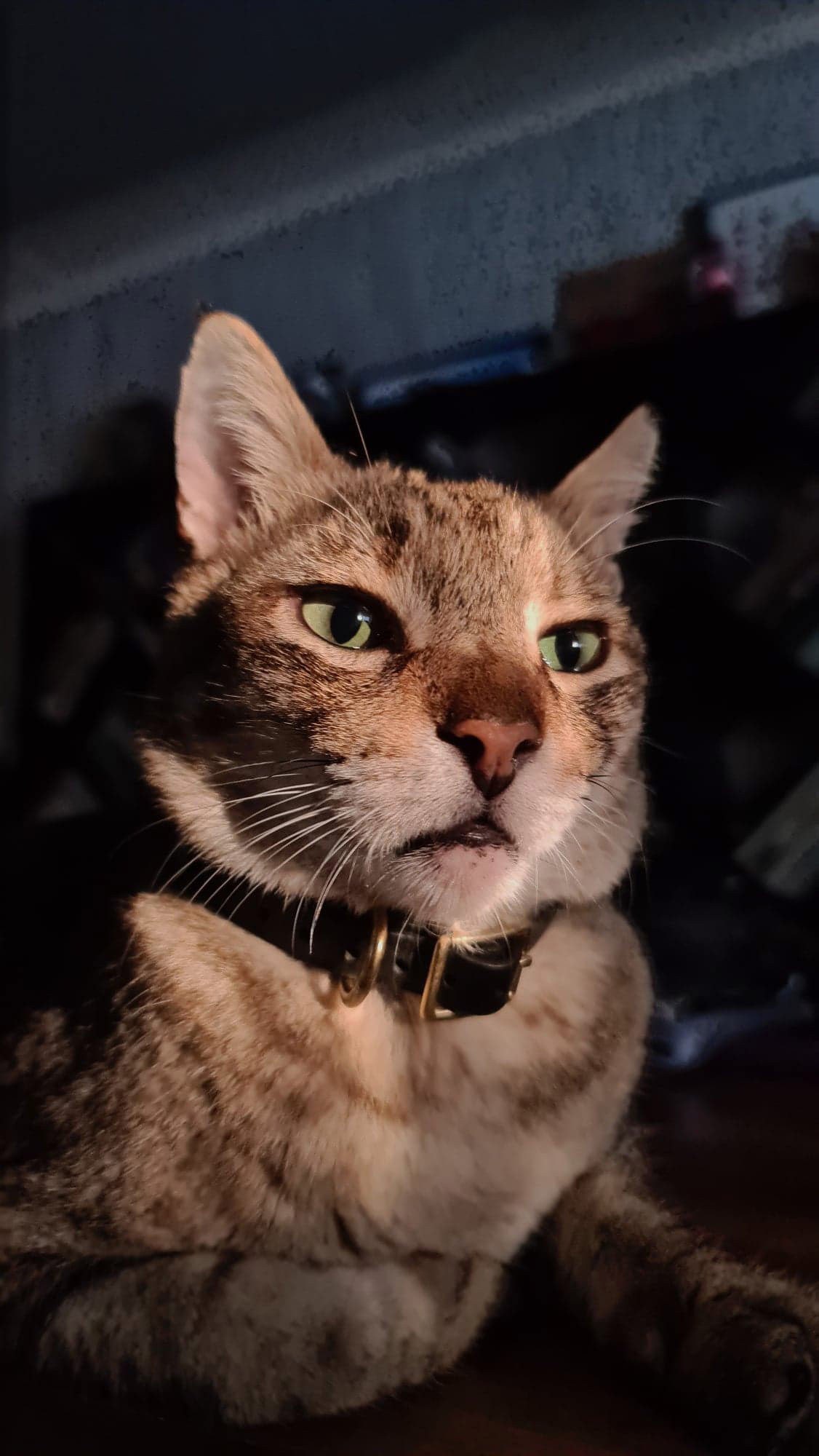 Mobile Photography Share Jason Magbanua featuring his beloved cat Nas Catbanua